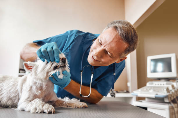 Best Emergency Dental Extractions in New London, CT